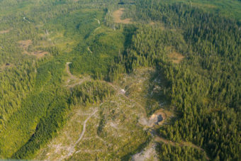 A clearcut section of the Tongass National Forest in August 2010.