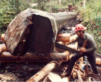 Bucking a 44–inch–diameter Sitka spruce on the Tongass National Forest in 1991.