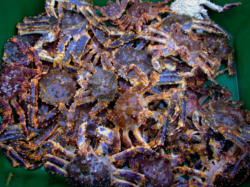 The restrictions in place to protect blue king crab also make it difficult to do research on the species. (Photo by Celeste Leroux/Alaska Sea Grant)