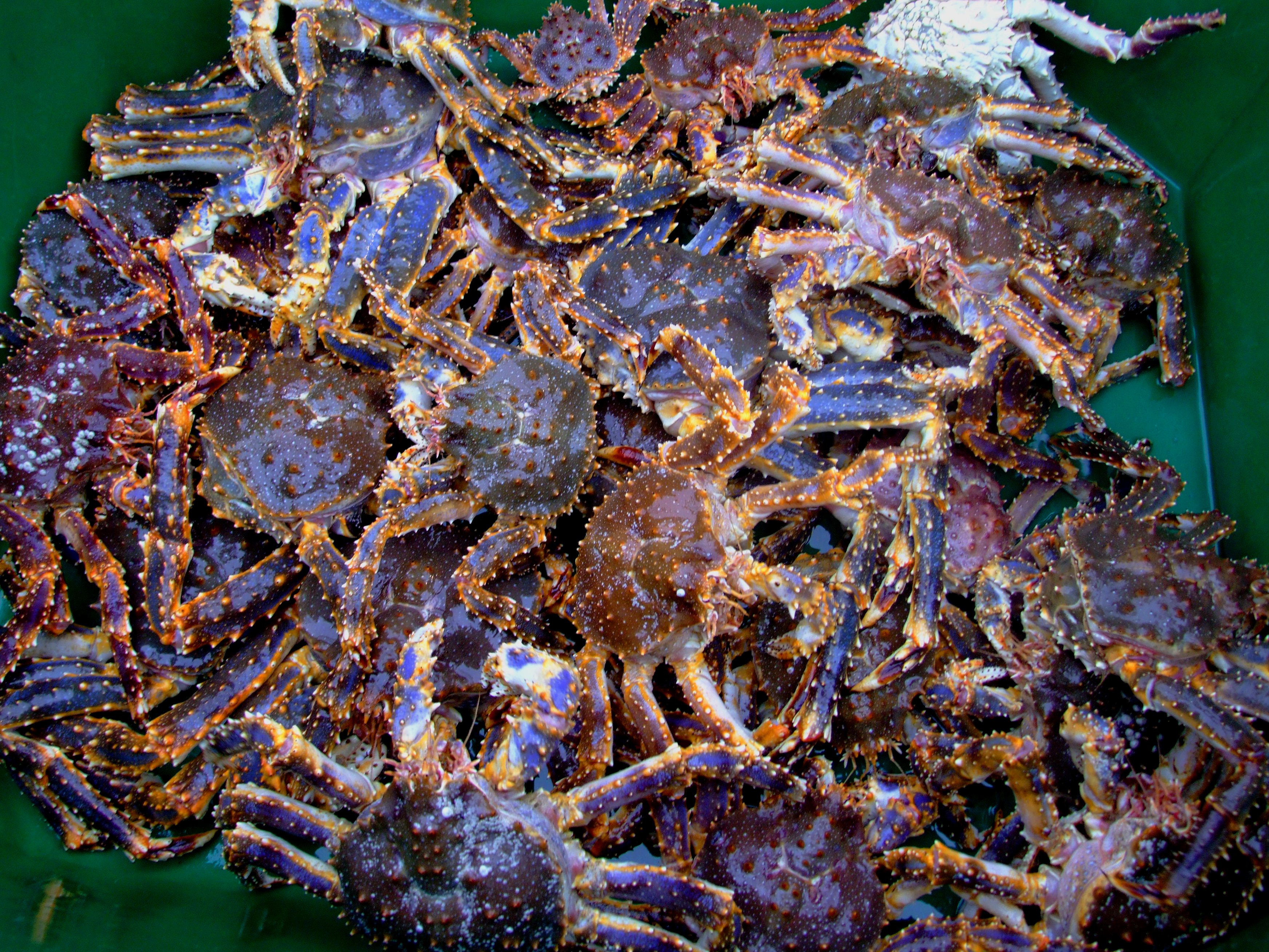 alaska king crab hatchery Archives KTOO