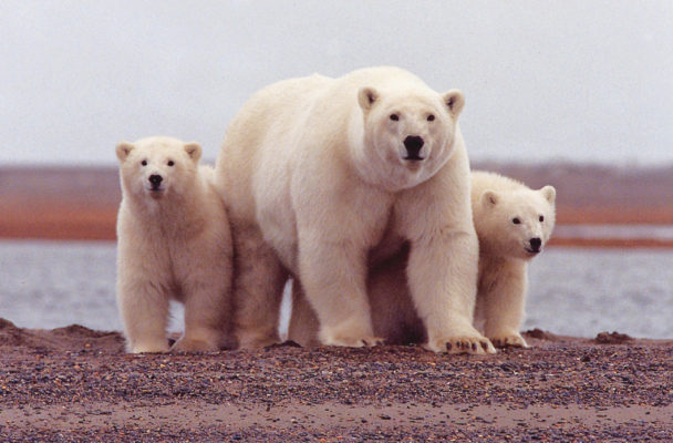 A polar bear keeps close to her young along the Beaufort Sea coast in Arctic National Wildlife Refuge.