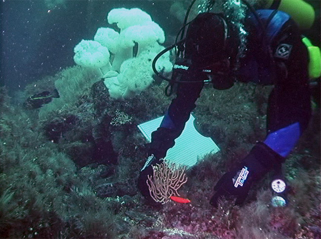 Bob Stone prepares to measure a tagged gorgonian coral colony Photo: Linc Freese, NOAA Fisheries