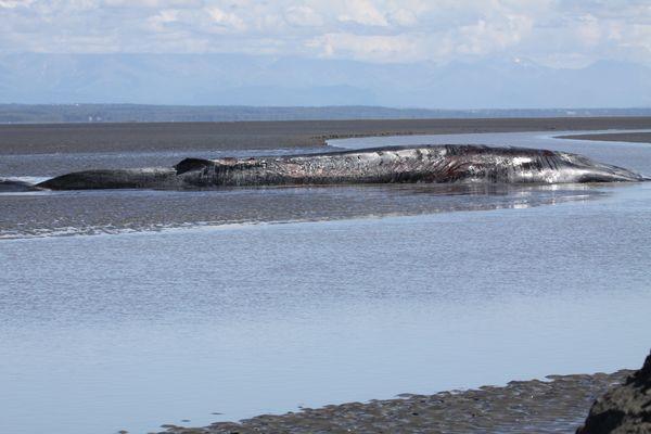 A beached fin whale in the upper Knik Arm on June 21, 2016. (Photo by Christopher Garner/JBER biologist)