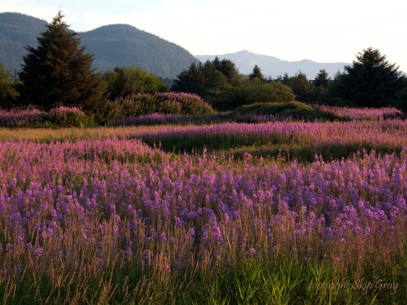 Fireweed blooms near Juneau International Airport on July 17, 2016. Many locals call this area "the Field of Fireweed." (Photo courtesy Skip Gray)