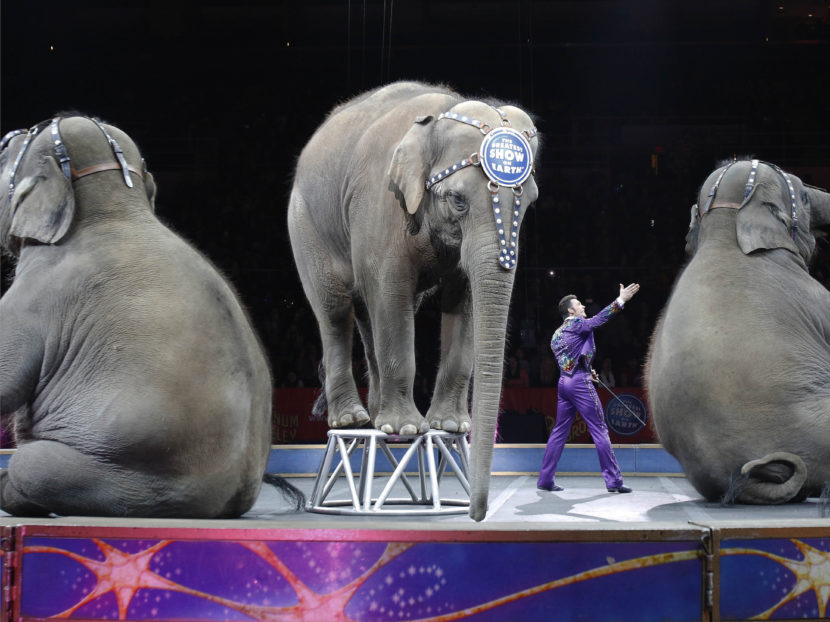 Asian elephants perform for the final time in the Ringling Bros. and Barnum & Bailey Circus last May, in Providence, R.I. After its controversial use of the animals for its shows, the company retired the elephants to its 200-acre Center for Elephant Conservation in Florida.