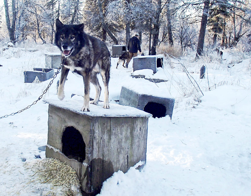 Dillingham musher Kyle Belleque has given away or sold most of his sled dogs. (Photo by Avery Lill/KDLG)