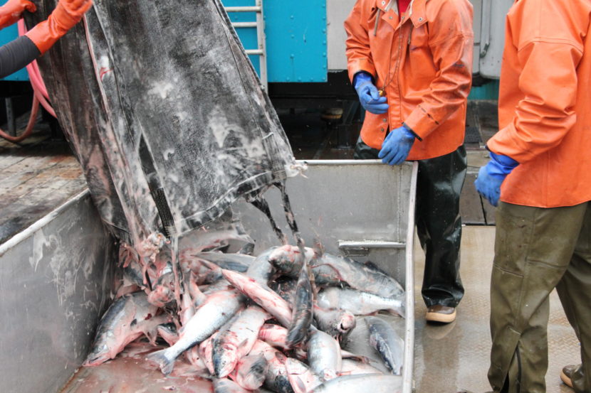 Sockeye salmon delivered in Bristol Bay. (File photo by KDLG)