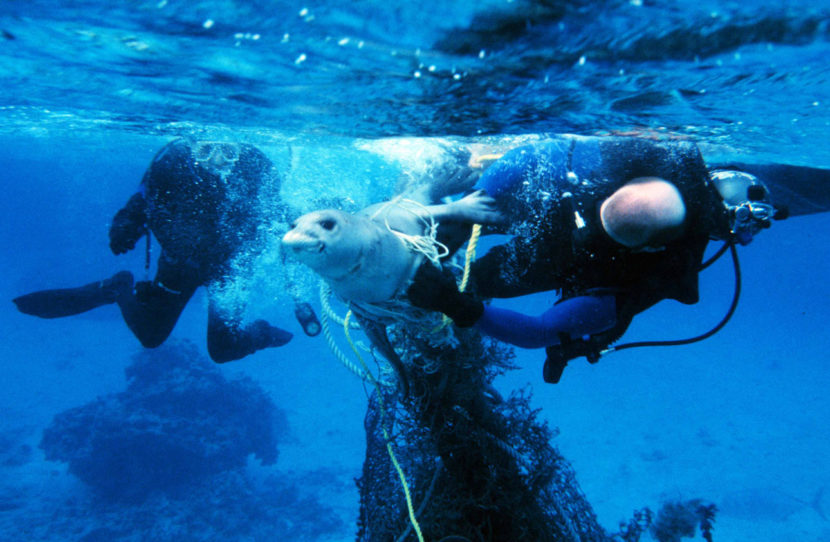 Divers release a seal from fishing gear. Getting entangled in active or abandoned fishing gear often leads to injury or death in marine mammals. (Photo by NOAA Marine Debris Program/Flickr)