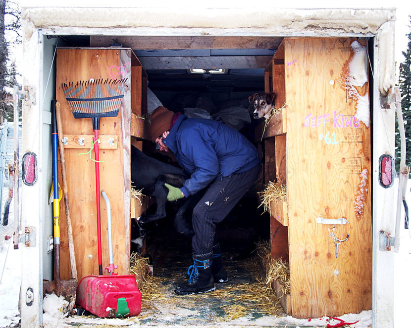 Sean Underwood loads dogs from Jeff King’s kennel into a truck for transport to the Tustamena 200 sled-dog race. (Photo by Zachariah Hughes/Alaska Public Media)