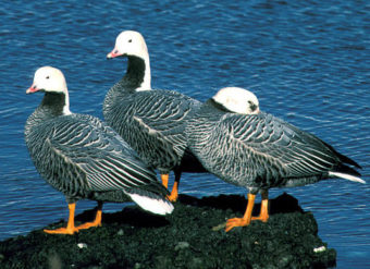 Emperor geese at Adak Island.