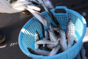 Herring caught during the 2014 Sitka Sound sac roe fishery. A recent study suggests that managers should take a longer view when managing fisheries like this one. (Photo by Rachel Waldholz/KCAW)