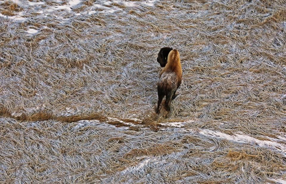 Wood Bison No. 124, seen here from the air, was illegally shot and killed January 27, 2017 near Quinhagak. The Alaska Department of Fish and Game is calling the animal's death a setback for the Alaska Wood Bison Restoration Project. (Photo by Alaska Department of Fish and Game)