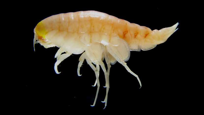 Tiny, shrimp-like amphipods living in the Mariana Trench were contaminated at levels similar to those found in crabs living in waters fed by one of China's most polluted rivers. (Photo by Dr. Alan Jamieson/Newcastle University)