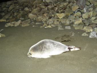 Have You Seen This Seal? Unalaska Responders Search For Stranded Marine Mammal (Photo by Melissa Good)