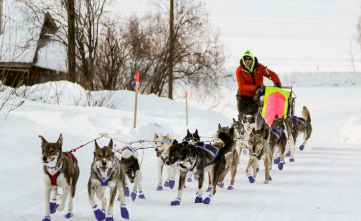 Wade Marrs was the first musher to reach the Ruby checkpoint of the Iditarod, coming off the Yukon River into town at sunset. (Photo by Zachariah Hughes/Alaska Public Media)