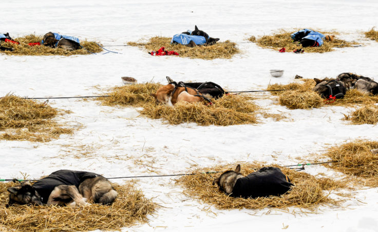 Sleepy sled dogs belonging to Pete Kaiser, Ray Redington, Jr., and Jason Mackey rest at Galena during the Iditarod. (Photo by Zachariah Hughes/Alaska Public Media)