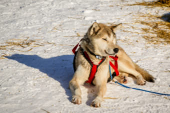 A sleepy sled dog lays down in Kaltag during the Iditarod. (Photo by Zachariah Hughes/Alaska Public Media)