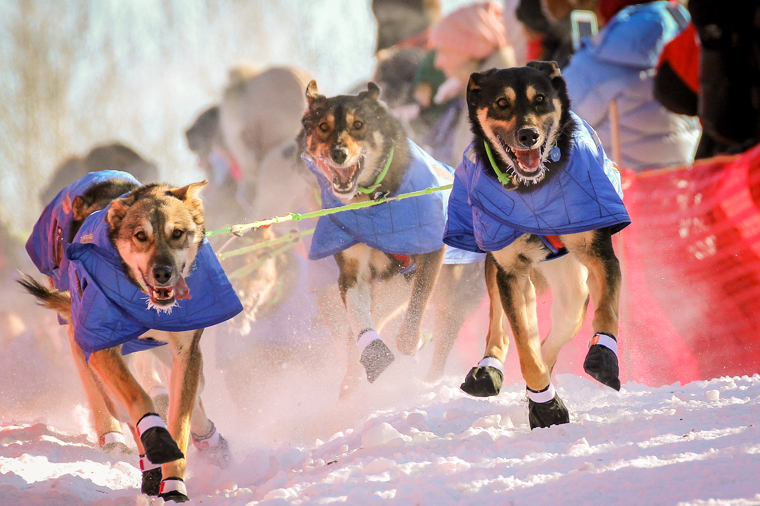 The 2021 Iditarod sled dog race is still on, but will end in Willow