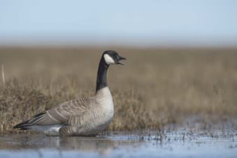 Canada goose on the Colville River Delta. (Photo by Ryan Askren, USGS.)