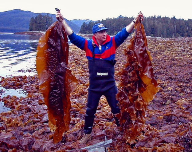 NOAA Researcher Mike Murphy holding Laminaria saccharina sugar kelp algae. Kelp grows over the winter months in Southeast Alaska, and is not difficult to farm. According to Markos Scheer, it’s a $20 billion industry worldwide. (NOAA photo/David Csepp)