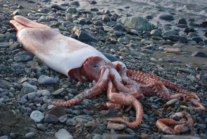 Кальмар в море фото Unalaska receives surprise visitor from the deep