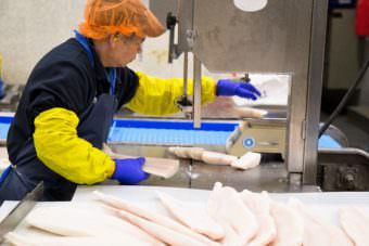 A worker portions halibut as part of a processing line at Odyssey. (Photo courtesy Sealaska Corp.)