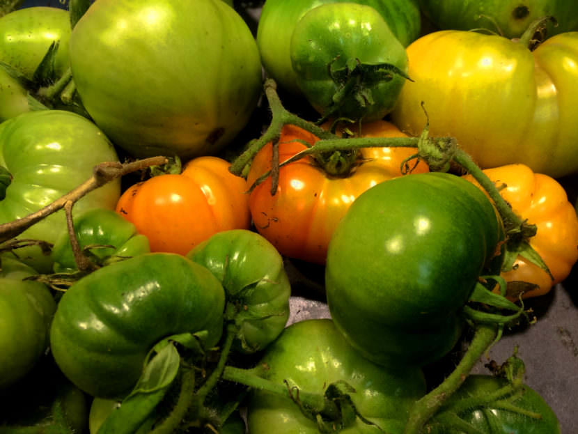 Freshly harvested tomatoes during the late summer of 2016 provide a little incentive for the 2017 season.