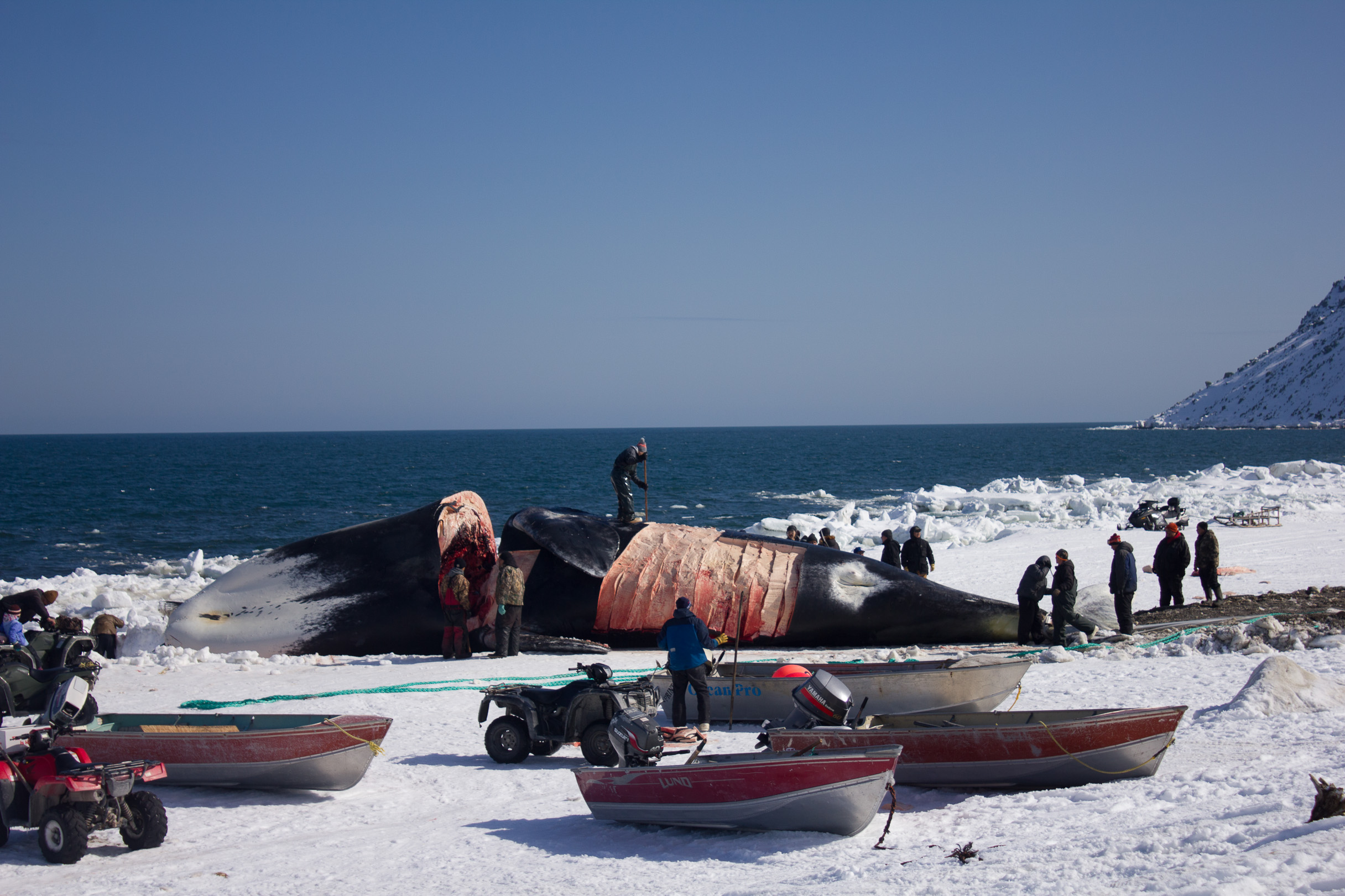 Chris Agragiiq Apassingok was the striker who landed this 200-year-old female bowhead whale Monday, April 17, 2017, for his family and community. (Photo by Karen Trop, KNOM.