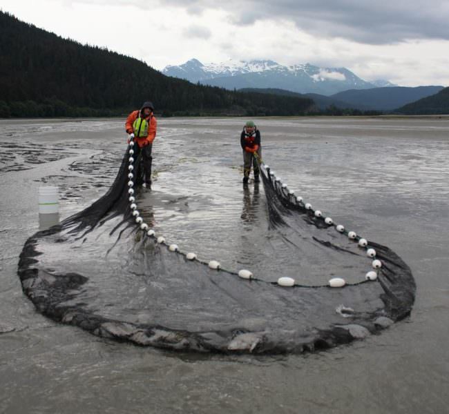 Emily Whitney and Doug Duncan pull in a seine net. Photo by Anne Beaudreau. (Click image for larger version, 2.6 MB.)