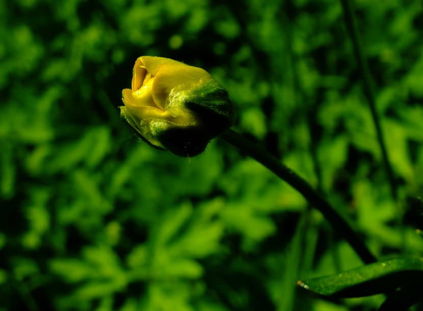 Buttercup flower in bloom in late May in a North Douglas back yard.