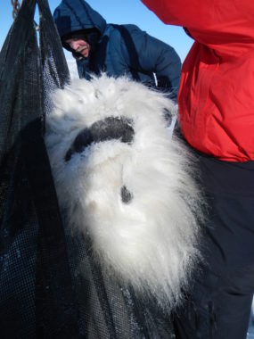 A nearly 1,300 lb polar bear gets weighed.