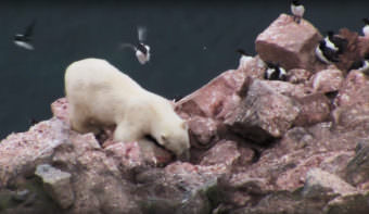 Screen capture of a video produced by the Arctic Council’s Conservation of Arctic Flora and Fauna working group shows a polar bear raiding the cliff nests of murres.