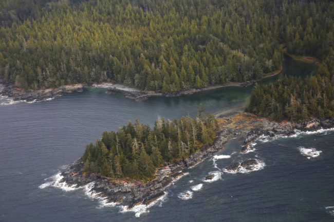 The Tongass National Forest, near Ketchikan, Alaska. The spruce, hemlock and cedar trees of the Tongass have been a source of timber for the logging industry. (Photo by Elissa Nadworny/NPR)