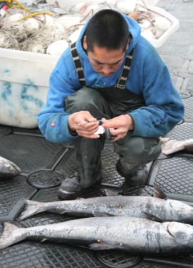 A subsistence fishermen collects biological samples of king salmon. (Photo courtesy Spearfish Research)