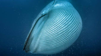 A blue whale, the largest animal on the planet, engulfs krill off the coast of California. (Photo courtesy Silverback Films/BBC/Proceedings of the Royal Society B)