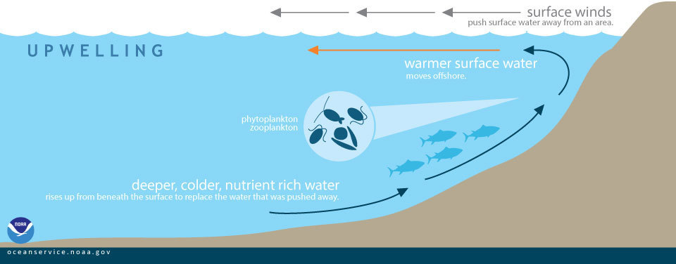 During upwelling, wind-displaced surface waters are replaced by cold, nutrient-rich water that "wells up" from below. (Graphic by NOAA)