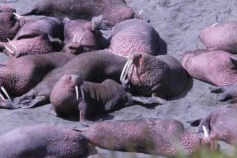 A few of the couple thousand walrus hauled out at Cape Grieg north of Ugashik Bay in June 2016. Alaska Department of Fish and Game and U.S. Fish and Wildlife Service say the walrus are back this year, but have not said yet how many. (Photo by KDLG)