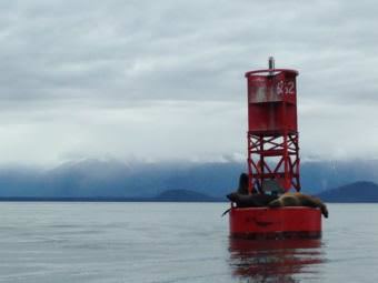 Sea lions nap on a buoy in Frederick sound. (Photo by Nora Saks/KFSK)