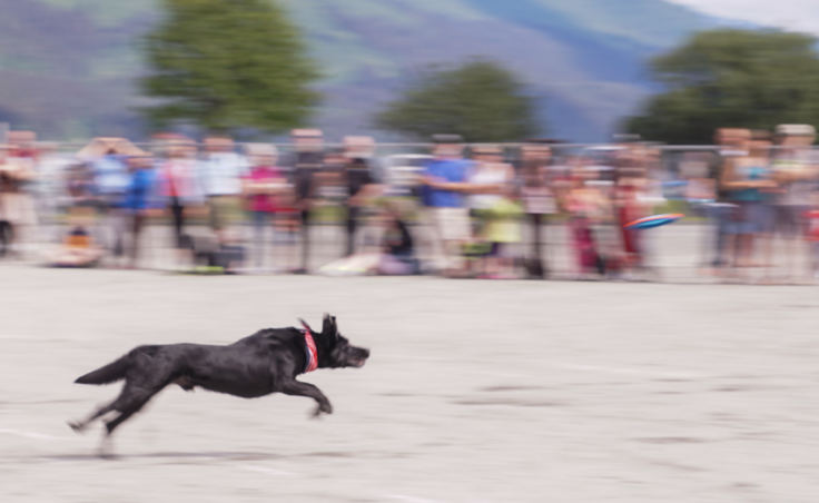 Butch dashes after a frisbee on Douglas during the Super Dog Frisbee Contest on July 4, 2016.