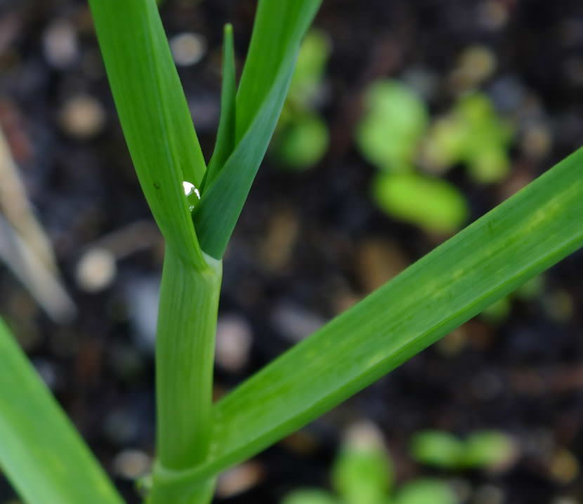 No scape yet: Close up view of garlic as it continues growing in a North Douglas garden.