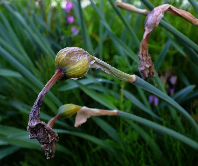 Close up view of daffodils in a North Douglas yard that disparately need to be deadheaded.