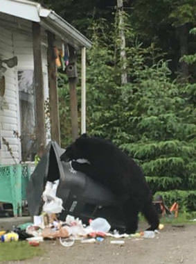 A black bears claws its way into trash can in the Mendenhall Valley on June 12, 2017.