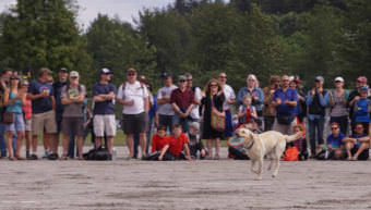 Lota returns the Frisbee during the Super Dog Frisbee Contest in Douglas on July 4, 2016.