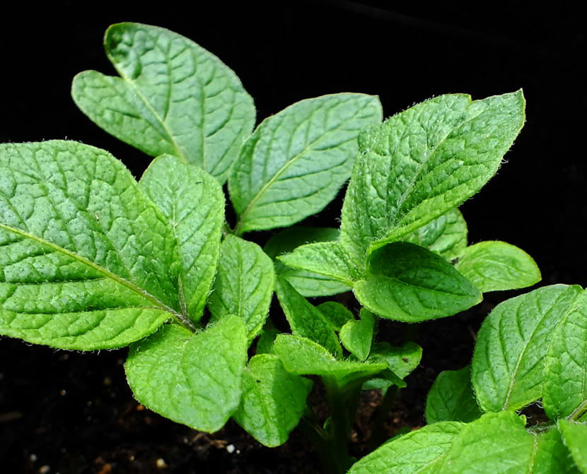 Close up view of potato seedlings growing in a North Douglas garden.