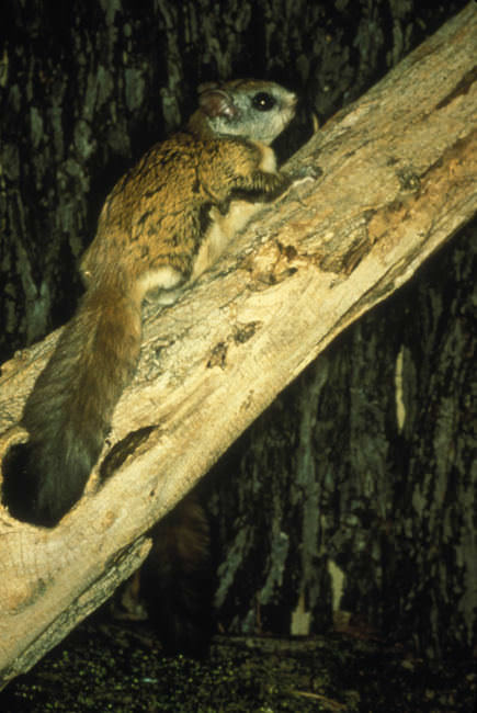 Virginia Northern flying squirrel on a tree.