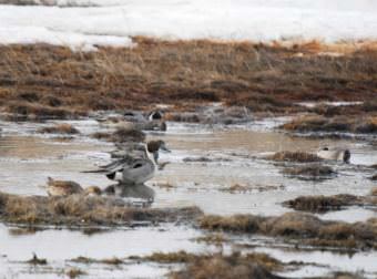 Northern Pintail (Photo courtesy U.S. Fish and WIldlife Service)