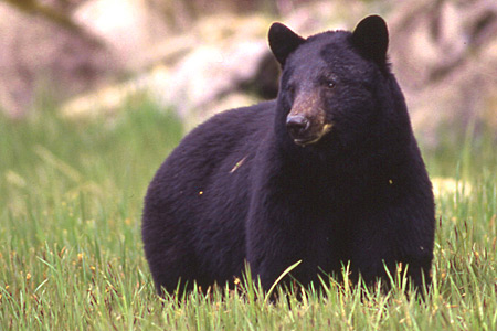 Black bear. (Alaska Department of Fish and Game)