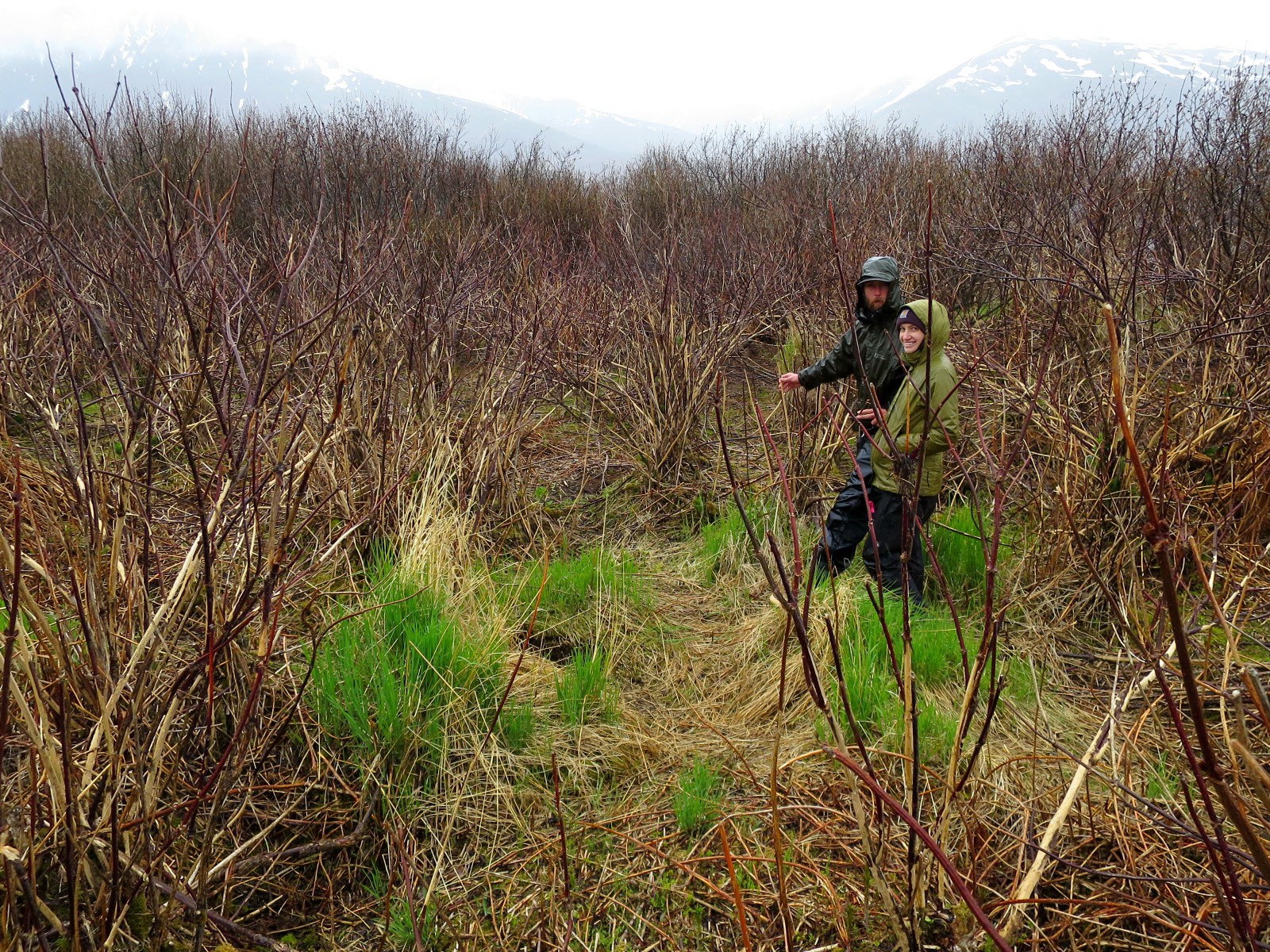 Danny Hernandez and Danielle Butts, who are working on the study, stand in a bush of elderberries. (Photo courtesy of the Kodiak National Wildlife Refuge)