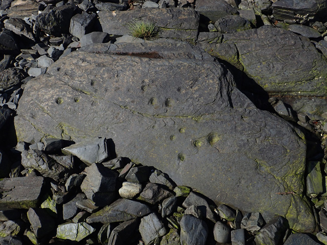 Petroglyphs carved into a shoreline boulder adjacent to the intertidal fish trap. (Photo courtesy the Alutiiq Museum)