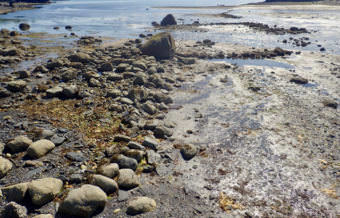 Rocks alignments representing the remains of an intertidal fish trap, Kodiak Island, Alaska. (Photo courtesy the Alutiiq Museum)